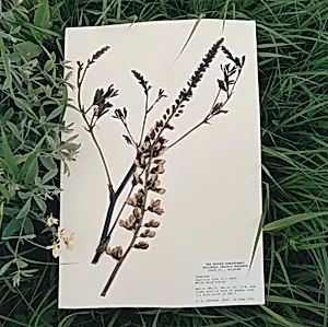 Baptisia alba, White Wild Indigo