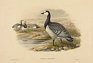 Barnacle Goose (Bernicla Leucopsis)
