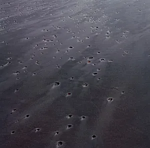 Beach and Shells, Horseneck Beach, Massachusetts