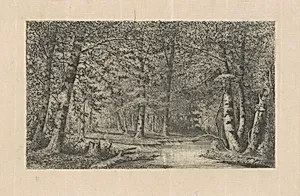 Beech Forest