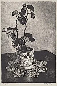 Begonia