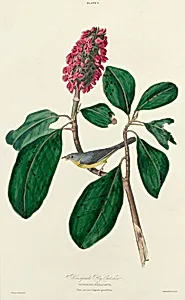 Bonaparte Fly Catcher