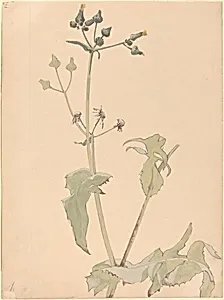 Botanical-Milt