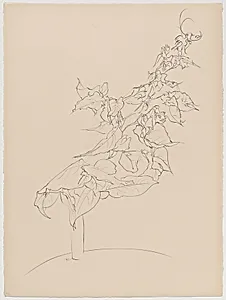 Bougainvillea from Of Nature, Of Man