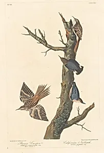 Brown Creeper and Californian Nuthatch