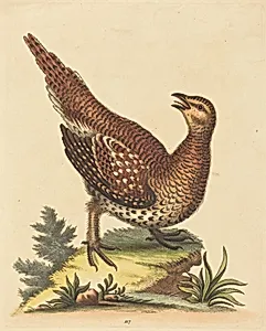Brown Speckled Bird