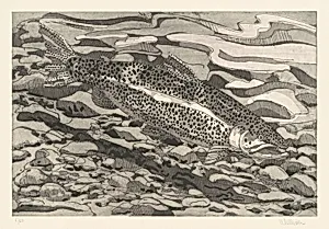 Brown Trout