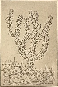 Cactus