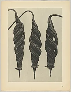 Cajophora lateritia, Loasaceae