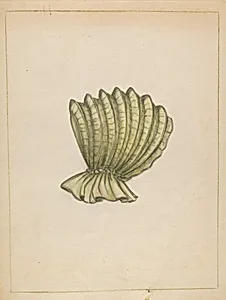 Calash