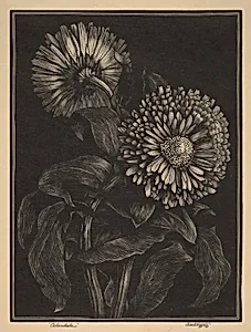 Calendula
