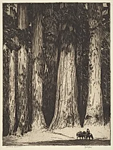 California Redwoods