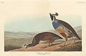 Californian Partridge