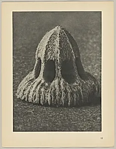 Callistemma brachiatum