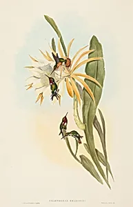 Calothorax heliodori