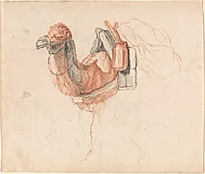 Camel