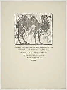 Camel