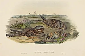 Caprimulgus europaeus (Nightjar)