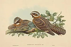 Caprimulgus Ruficollis