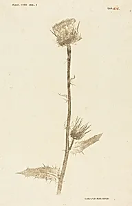 Carduus Maarianus