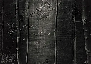 Ceremonial Veil, Nesscliffe, Shropshire, England