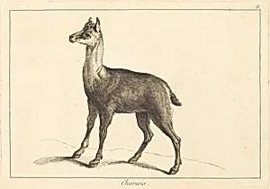 Chamois (Chamois)