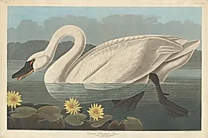 Common American Swan