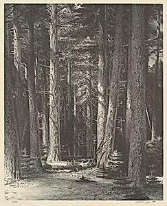 Cool Forest