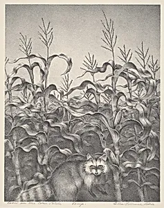 Coon in the Corn Patch