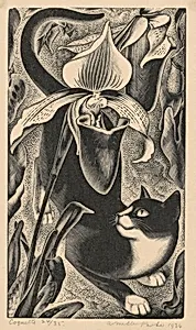 Coquette