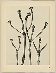 Cornus florida