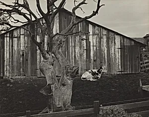 Corral