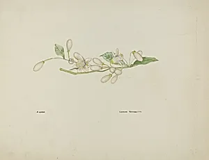Costume Accessory (Orange Blossoms)