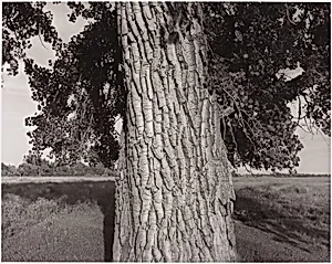 Cottonwood Tree, Cache la Poudre River