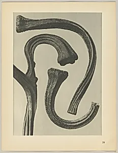 Cucurbita