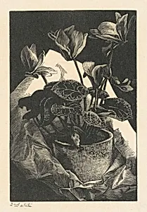 Cyclamen