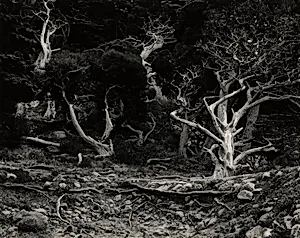 Cypress Grove, Point Lobos