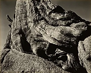 Cypress, Pebble Beach