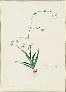 Diasia iridifolia