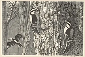 Downy Woodpeckers