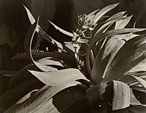 Dudleya Ingens