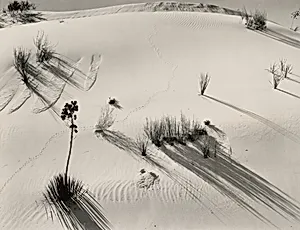 Dune, Yucca, White Sands, New Mexico