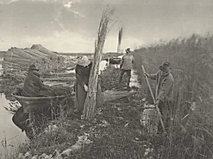 During the Reed-Harvest