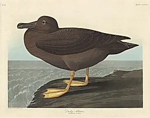 Dusky Albatros