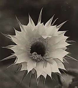 Echinopsis Blüte (Echinopsis Blossom)