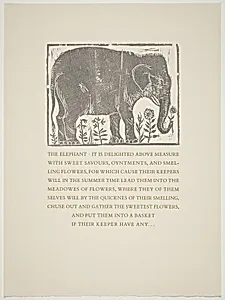 Elephant