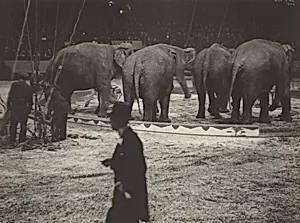 Elephants with Trainer, Circus, New York