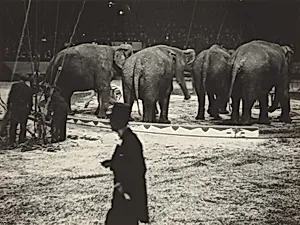Elephants with Trainer, Circus, New York