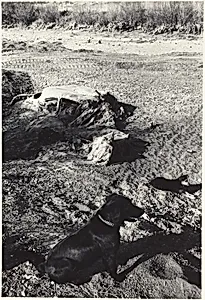 Elko, Nevada, Fall