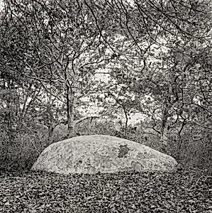 Elongated Erratic in Leaves